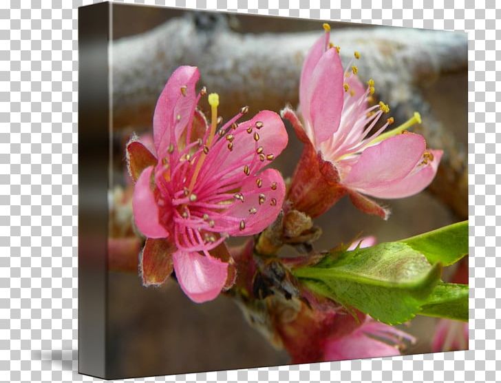 Blossom Flower Peach Petal Fine Art PNG, Clipart, Art, Blossom, Cherry, Cherry Blossom, Discover Card Free PNG Download