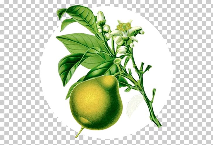 Lime Ananda Apothecary Essential Oil Bergamot Orange PNG, Clipart, Aroma Compound, Aroma Lamp, Aromatherapy, Bergamot Essential Oil, Bergamot Orange Free PNG Download