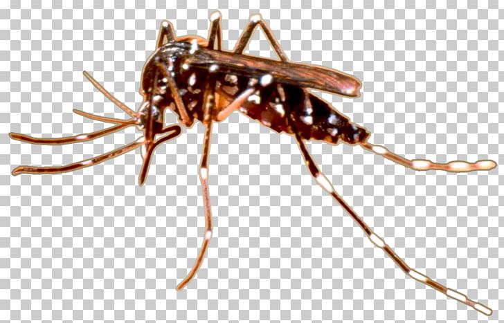 Aedes Albopictus Insect Yellow Fever Mosquito Pest PNG, Clipart, Aedes, Aedes Albopictus, Animals, Ant, Arthropod Free PNG Download