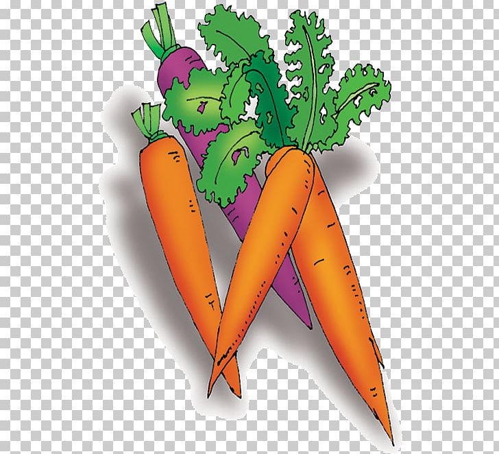 Carrot Vegetable Cartoon PNG, Clipart, Carrot, Carrots, Cartoon, Daucus  Carota, Drawing Free PNG Download