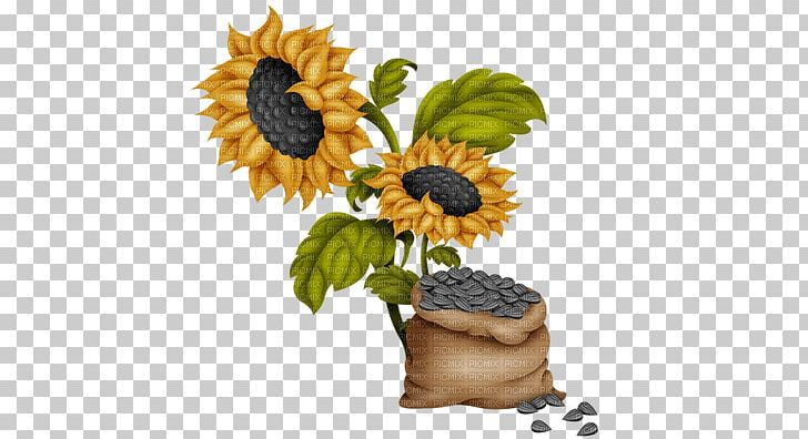 Common Sunflower Sunflower Seed PNG, Clipart, Aycicegi, Aycicegi Resimleri, Common Sunflower, Daisy Family, Digital Scrapbooking Free PNG Download