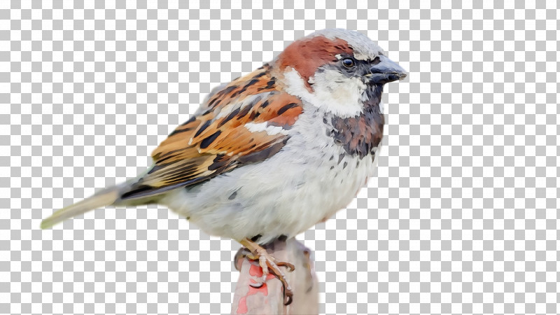 Bird House Sparrow Sparrow Beak Songbird PNG, Clipart, Beak, Bird, Brambling, Finch, House Sparrow Free PNG Download