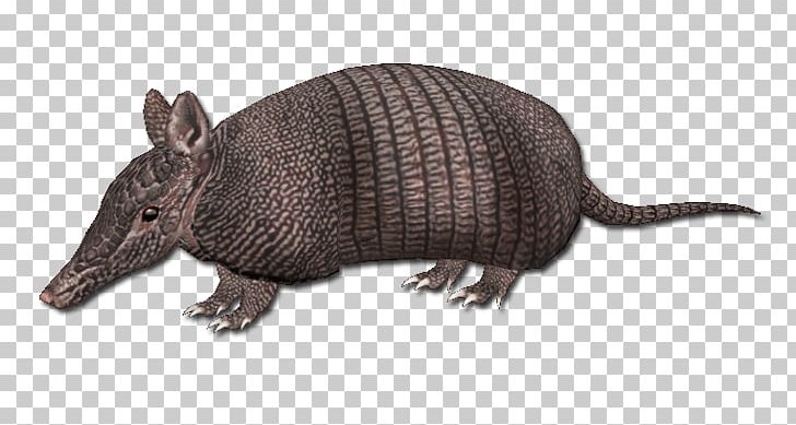 Armadillo Animal Architecture Warm-blooded Building PNG, Clipart, Animal Architecture, Armadillo, Building, Others, Warm Blooded Free PNG Download