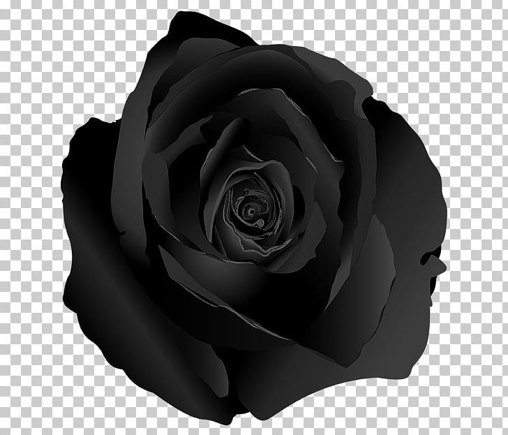 Garden Roses Curtain Black Rose White PNG, Clipart, Black, Black And White, Black Nose, Black Rose, Curtain Free PNG Download
