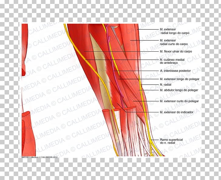 Nerve Nervous System Human Anatomy Forearm PNG, Clipart, Anatomy, Blood Vessel, Forearm, Graphic Design, Heat Free PNG Download