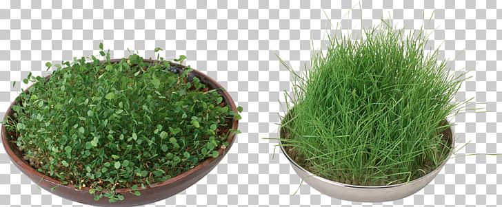 Herbaceous Plant Others Grass PNG, Clipart, 300 Dpi, Cim, Copyright, Depositfiles, Dots Per Inch Free PNG Download