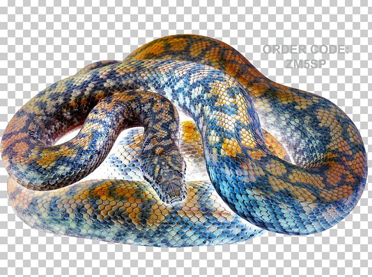 Rattlesnake Boa Constrictor Hognose Snake Reptile PNG, Clipart, Animal, Animals, Australian Wildlife Conservancy, Boa Constrictor, Boas Free PNG Download