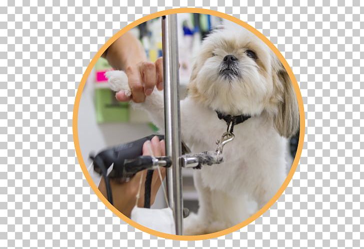 Shih Tzu Puppy Dogs' Avenue Dog Breed Companion Dog PNG, Clipart,  Free PNG Download