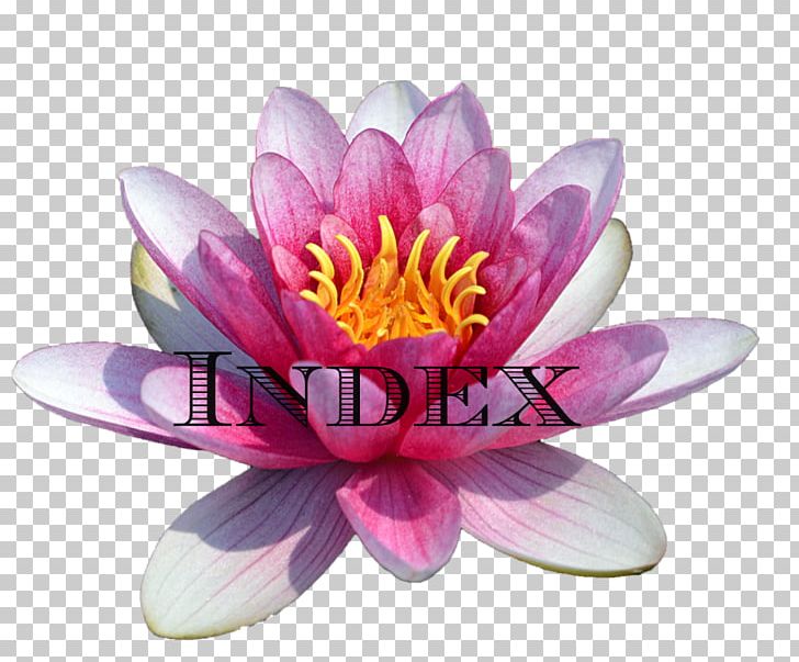 Water Lilies PNG, Clipart, Aquatic Plant, Bbcode, Desktop Wallpaper, Display Resolution, Flower Free PNG Download