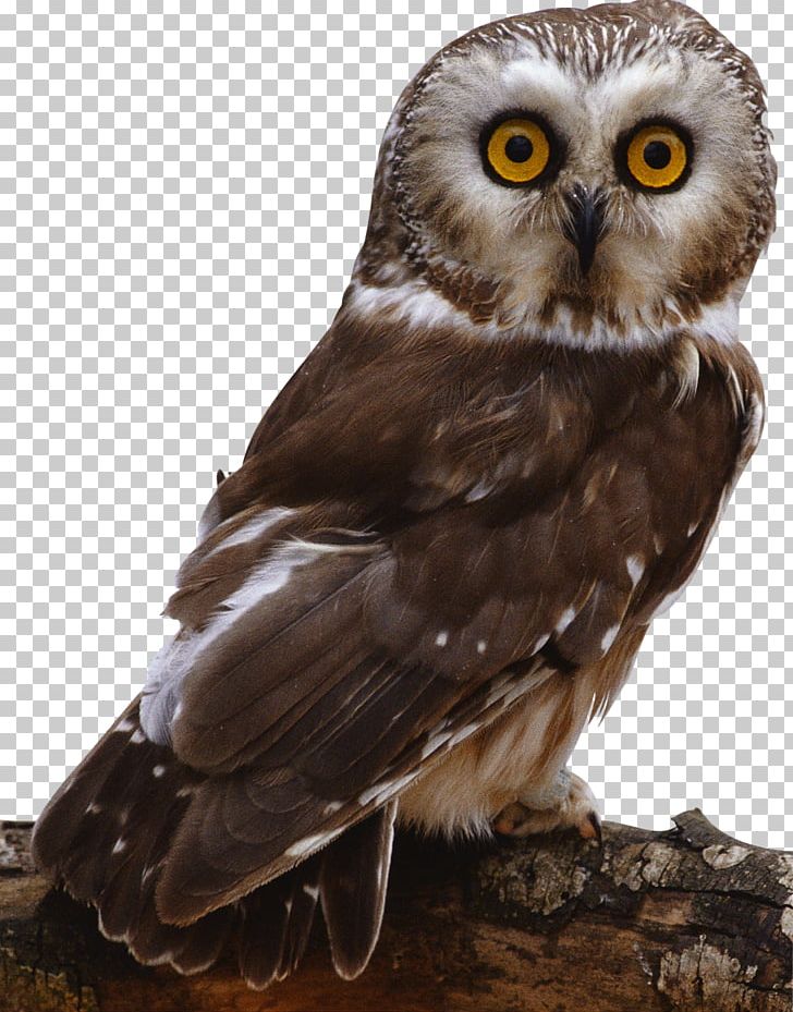 Barn Owl Bird Columbidae PNG, Clipart, Animal, Animals, Barn Owl, Beak, Bird Free PNG Download