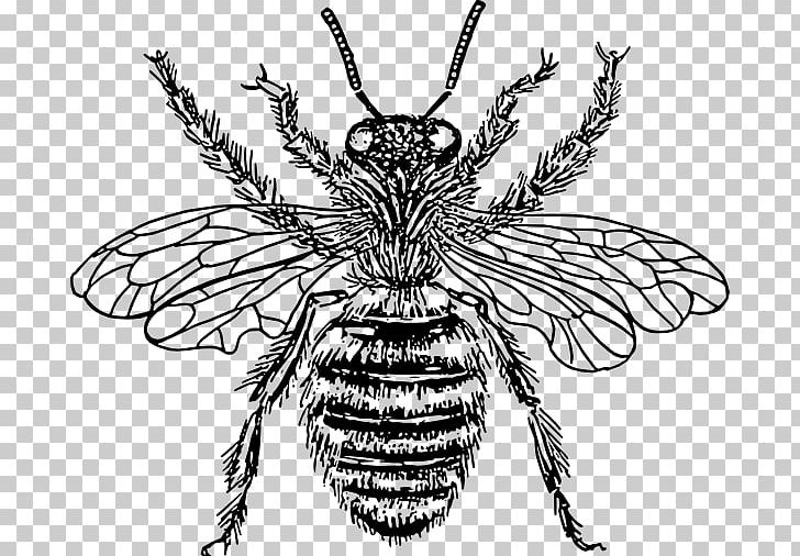 European Dark Bee Drawing Queen Bee PNG, Clipart, Arthropod, Artwork, Bee, Beehive, Black And White Free PNG Download