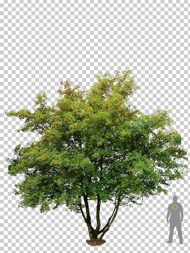 Acer Campestre American Sycamore Embryophyta Tree Sycamore Maple PNG, Clipart, Acer Campestre, American Sycamore, Baum Des Jahres, Branch, Embryophyta Free PNG Download