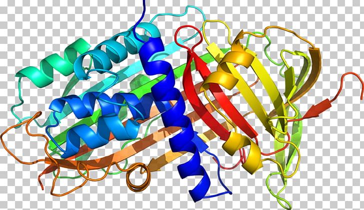 Alpha-1-proteinase Inhibitor Alpha 1-antitrypsin Deficiency Protein Structure Neutrophil Elastase PNG, Clipart, Alpha 1antitrypsin Deficiency, Art, Artwork, Cure, Food Free PNG Download