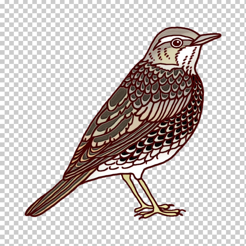 Feather PNG, Clipart, Beak, Bunting, Cuckoos, Cuculiformes, Feather Free PNG Download