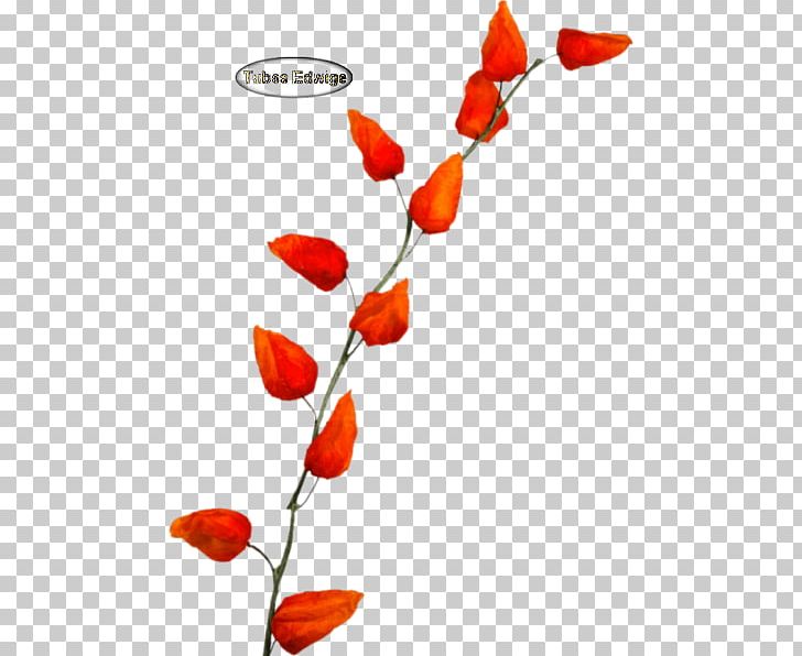 Cut Flowers Plant Stem Petal Branching PNG, Clipart, Branch, Branching, Coquelicot, Cut Flowers, Flora Free PNG Download