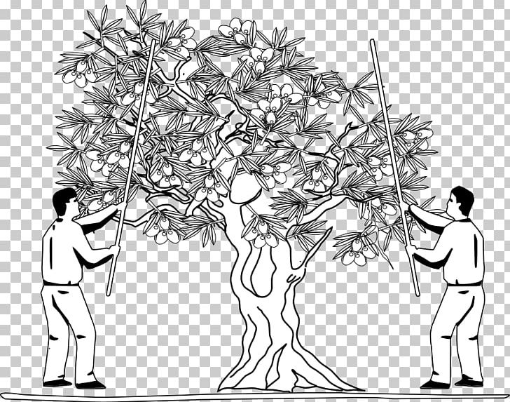 Drawing Olive Oil Coloring Book PNG, Clipart, Area, Art, Artwork, Black And White, Branch Free PNG Download