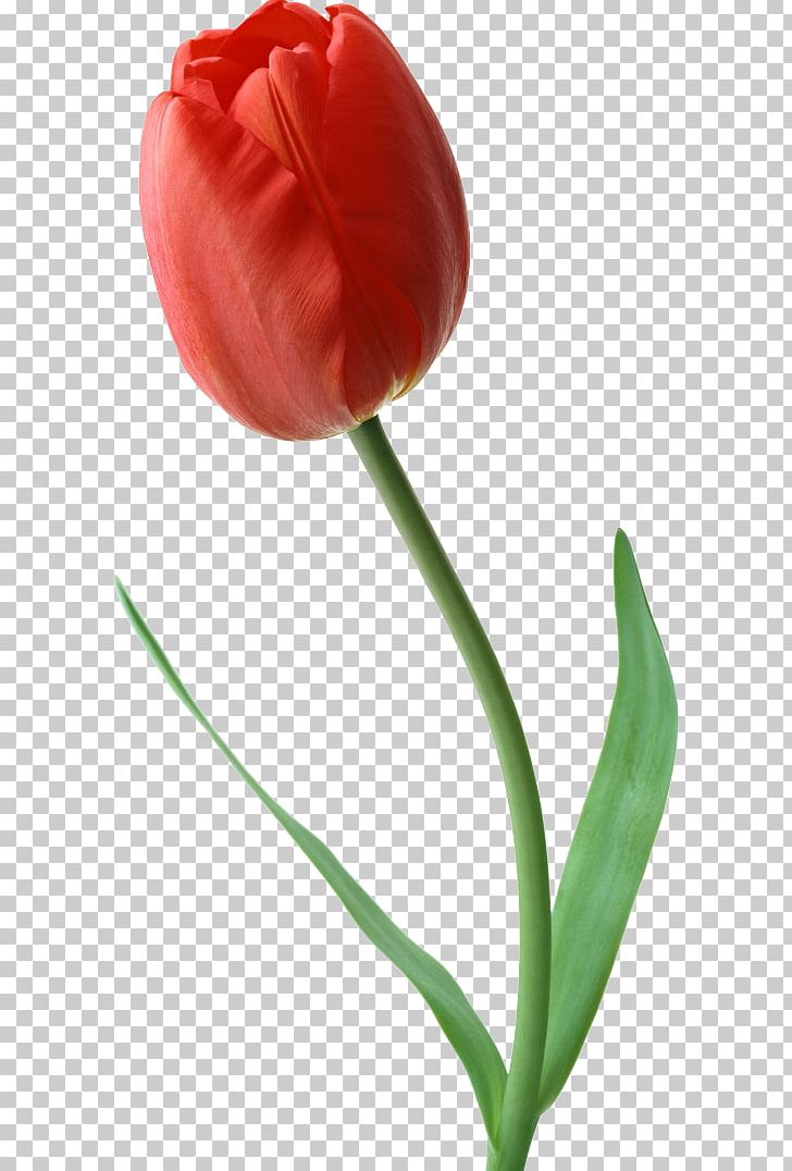 Indira Gandhi Memorial Tulip Garden Cut Flowers Rose PNG, Clipart, Birth Flower, Cut Flowers, Flower, Flower Bouquet, Flowering Plant Free PNG Download