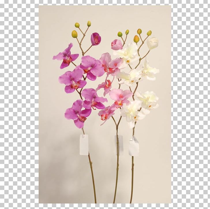 Moth Orchids Cut Flowers Dendrobium PNG, Clipart, Artificial Flower, Blossom, Branch, Cherry Blossom, Cut Flowers Free PNG Download