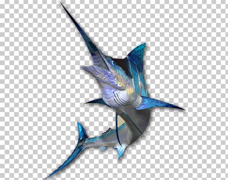 Atlantic Blue Marlin Big-game Fishing Marlin Fishing Striped Marlin PNG, Clipart, Atlantic Blue Marlin, Beak, Biggame Fishing, Billfish, Bird Free PNG Download