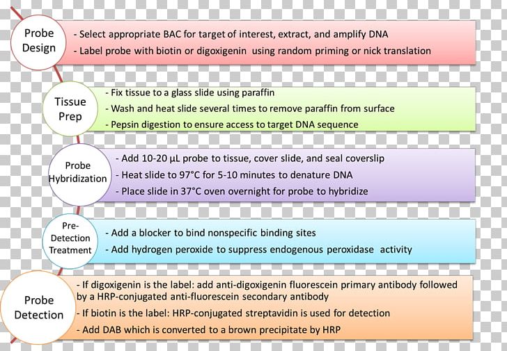 Fluorescence In Situ Hybridization Hybridization Probe Digoxigenin Nucleic Acid Hybridization PNG, Clipart, Area, Dna, Document, Education, Fluorescence Free PNG Download