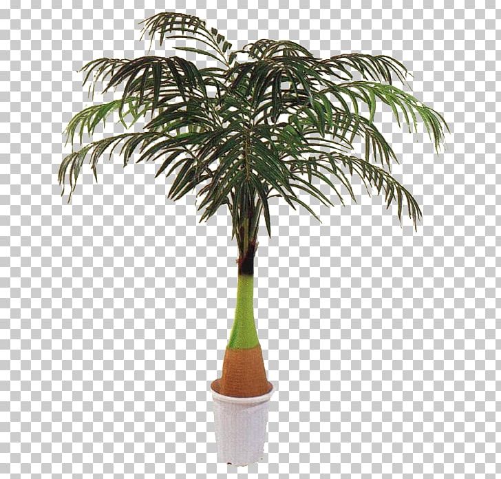 Palm Trees Plants Houseplant Trunk Sago Palm PNG, Clipart, Arecales, Borassus Flabellifer, Chamaedorea Elegans, Coconut, Cycad Free PNG Download