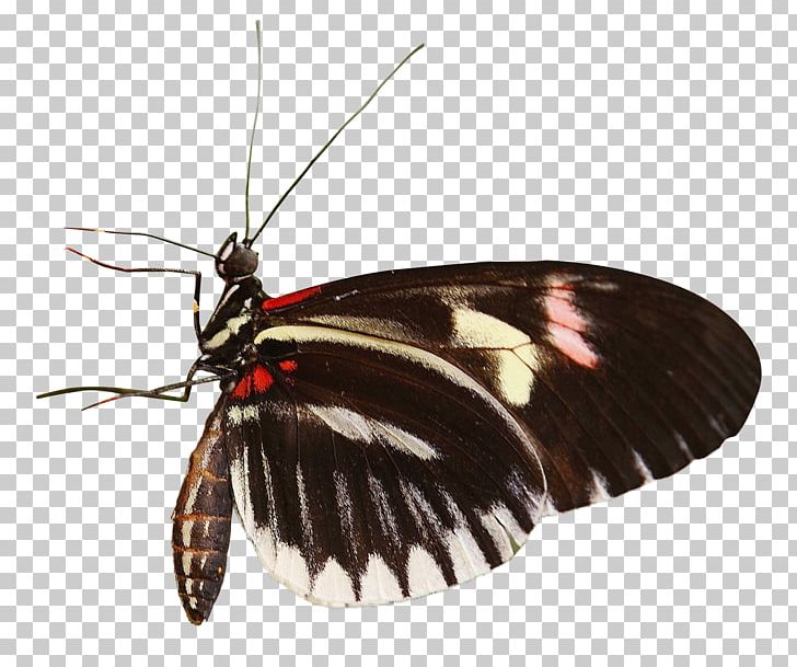Butterfly Heliconius Charithonia PNG, Clipart, Animal, Arthropod, Brush Footed Butterfly, Butterflies And Moths, Butterfly Free PNG Download