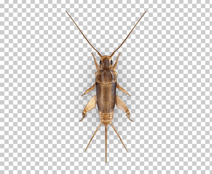 Cricket Insect Pest Gryllus Assimilis PNG, Clipart, Animal, Arthropod, Bed Bugs, Bug, Cockroach Free PNG Download