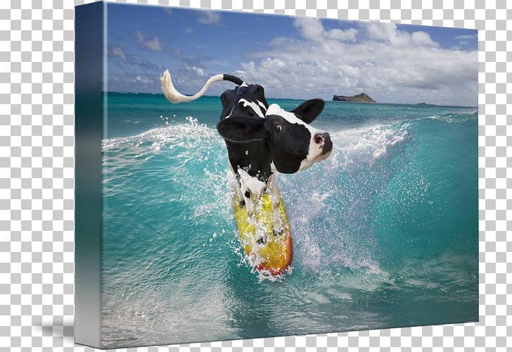 Holstein Friesian Cattle Cowaramup Bombora Surfing Hawaii Wind Wave PNG, Clipart, Cartoon, Cattle, Couchsurfing, Cow Tipping, Drawing Free PNG Download