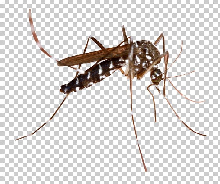 Mosquito PNG, Clipart, Mosquito Free PNG Download