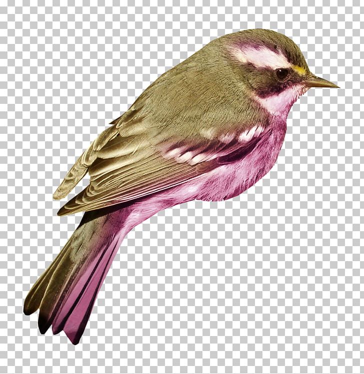 Bird House Sparrow PNG, Clipart, Animals, Beak, Bird, Color, Download Free PNG Download
