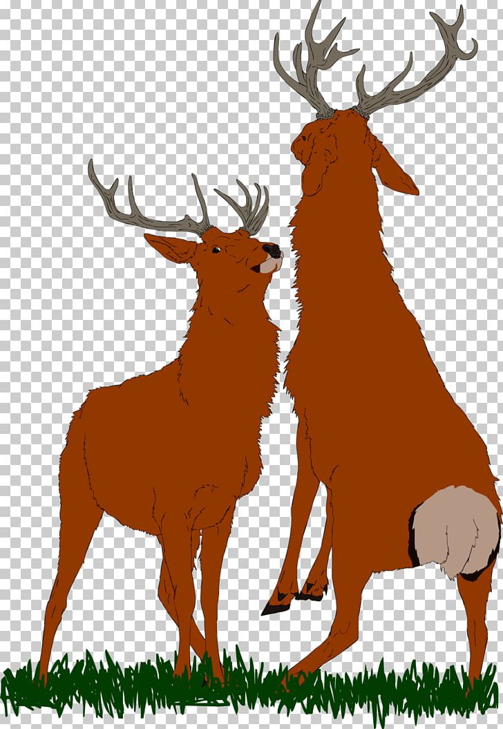 Elk Reindeer Antler Terrestrial Animal PNG, Clipart, Animal, Antler, Deer, Elk, Fauna Free PNG Download