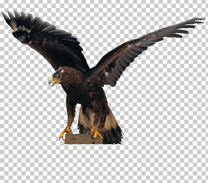Falconiformes Bald Eagle Hawk Owl Flight PNG, Clipart, Accipitriformes, Animal, Animals, Bald Eagle, Beak Free PNG Download