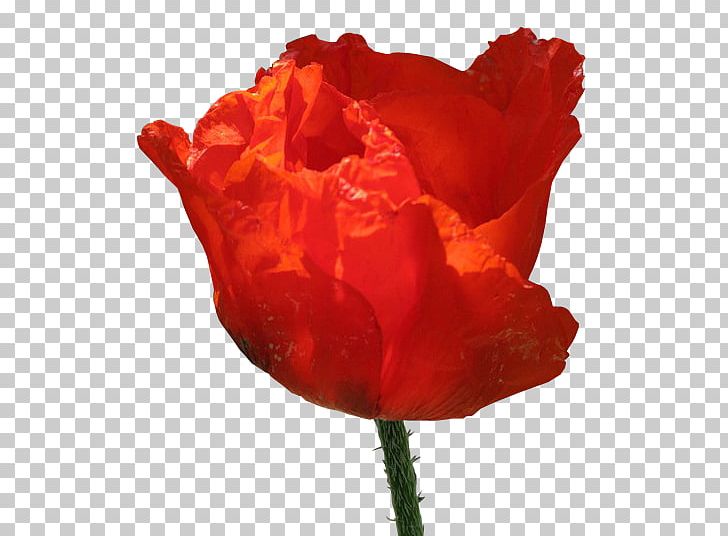 Garden Roses Flower PNG, Clipart, Blog, Bud, China Rose, Common Poppy, Coquelicot Free PNG Download