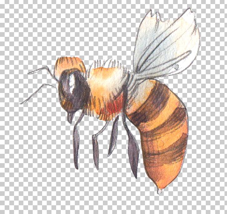 Honey Bee PNG, Clipart, Arthropod, Bee, Bee Venom, Fauna, Fly Free PNG Download