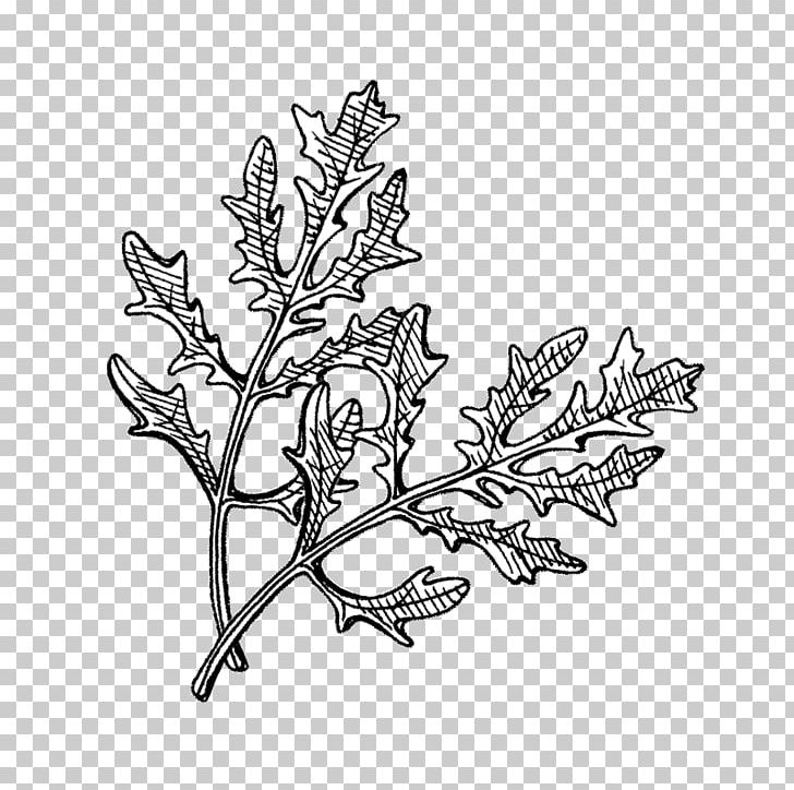 /m/02csf Hyötykasviyhdistys Ry Line Art Drawing Plant PNG, Clipart, Artwork, Black And White, Branch, Brassica Juncea, Centimeter Free PNG Download