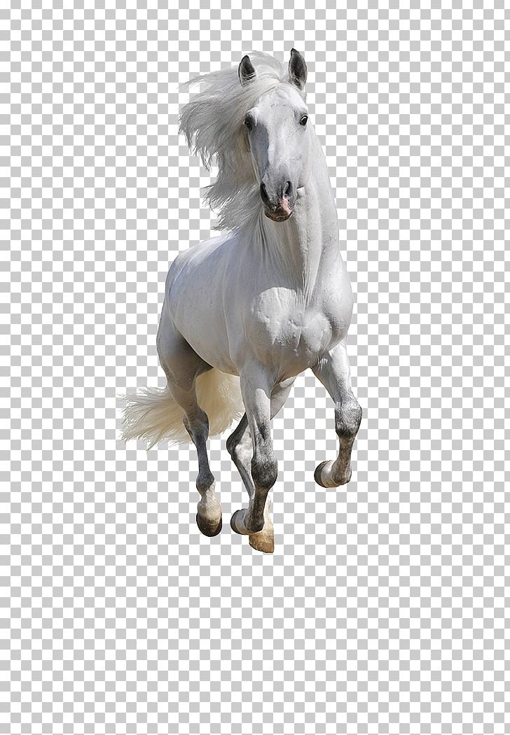 Mustang Andalusian Horse American Paint Horse Arabian Horse Equestrian PNG, Clipart, American Paint Horse, Andalusian Horse, Animal Figure, Arabian Horse, Black Free PNG Download