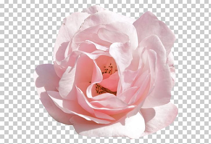 Rose Pink Flowers Desktop PNG, Clipart, Blue, Crown, Cut Flowers, Desktop Wallpaper, Floribunda Free PNG Download
