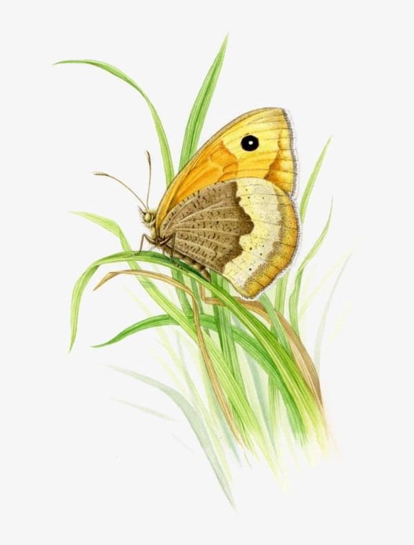 Watercolor Grass PNG, Clipart, Butterfly, Cartoon, Grass, Grass Clipart, Hand Free PNG Download