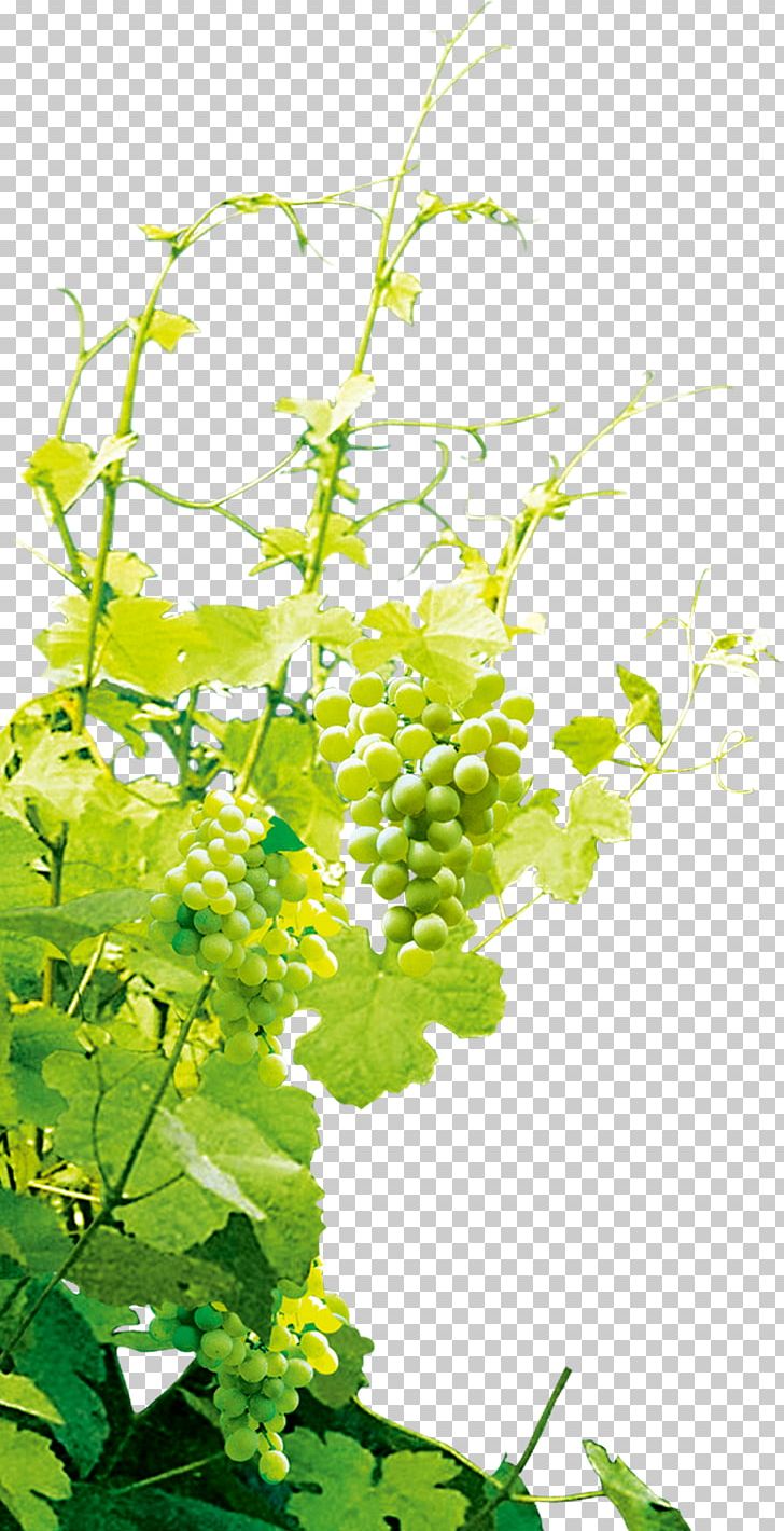 Grape PNG, Clipart, Branch, Computer Icons, Download, Encapsulated Postscript, Flora Free PNG Download