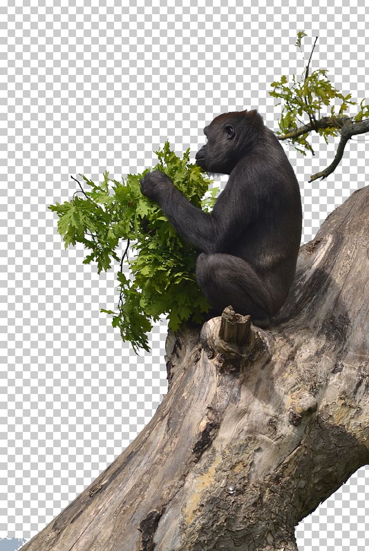 Orangutan Chimpanzee Western Lowland Gorilla Primate Mountain Gorilla PNG, Clipart, Animal, Animals, Black, Branch, Common Chimpanzee Free PNG Download