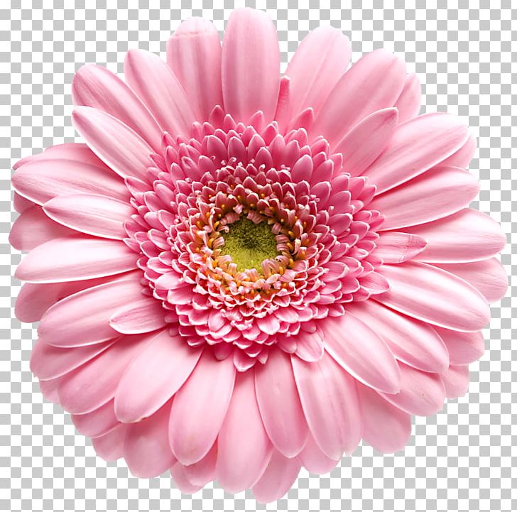 Transvaal Daisy Daisy Family Stock Photography PNG, Clipart, Annual Plant, Blue, Chrysanthemum, Chrysanths, Cicek Free PNG Download