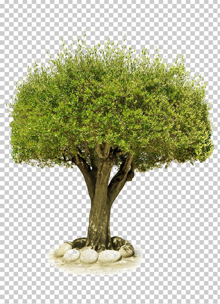 Tree PNG, Clipart, Tree Free PNG Download