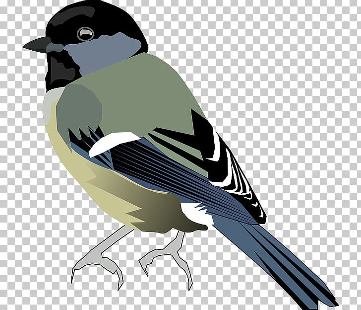 Bird Black-capped Chickadee Beak PNG, Clipart, Animals, Beak, Bird, Blackcapped Chickadee, Chickadee Free PNG Download