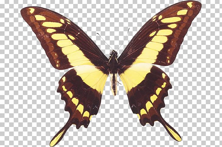 Butterfly King Swallowtail Insect Giant Swallowtail Green Swallowtail PNG, Clipart,  Free PNG Download