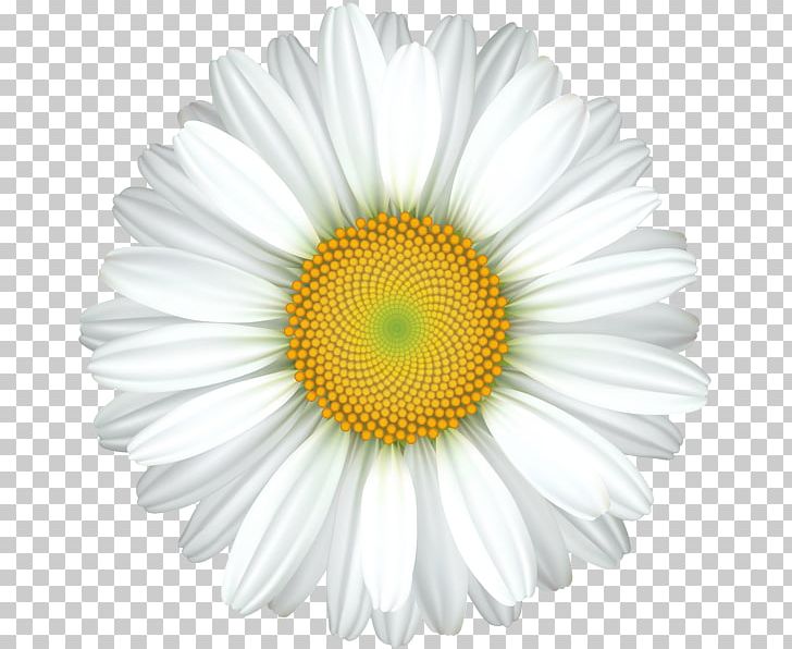 Common Daisy PNG, Clipart, Art, Art Design, Chrysanths, Clip Art, Common Daisy Free PNG Download