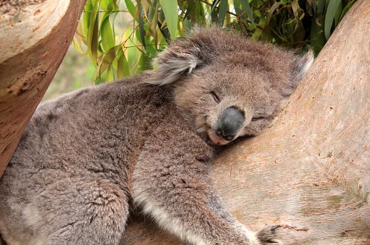 Koala Sleep Desktop Gum Trees Cuteness PNG, Clipart, Animal, Animals, Bear, Computer, Cuteness Free PNG Download