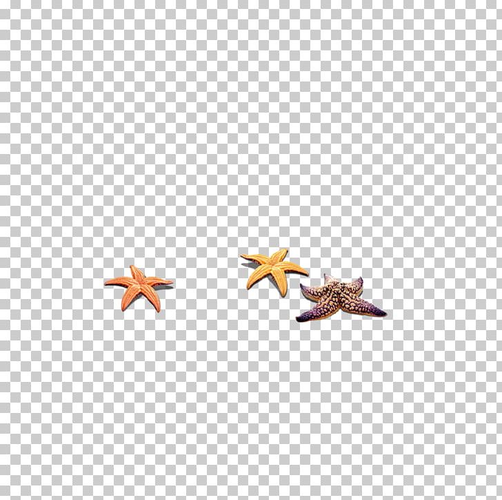 Sea Starfish PNG, Clipart, Animals, Beach, Beautiful Starfish, Cartoon Starfish, Color Free PNG Download