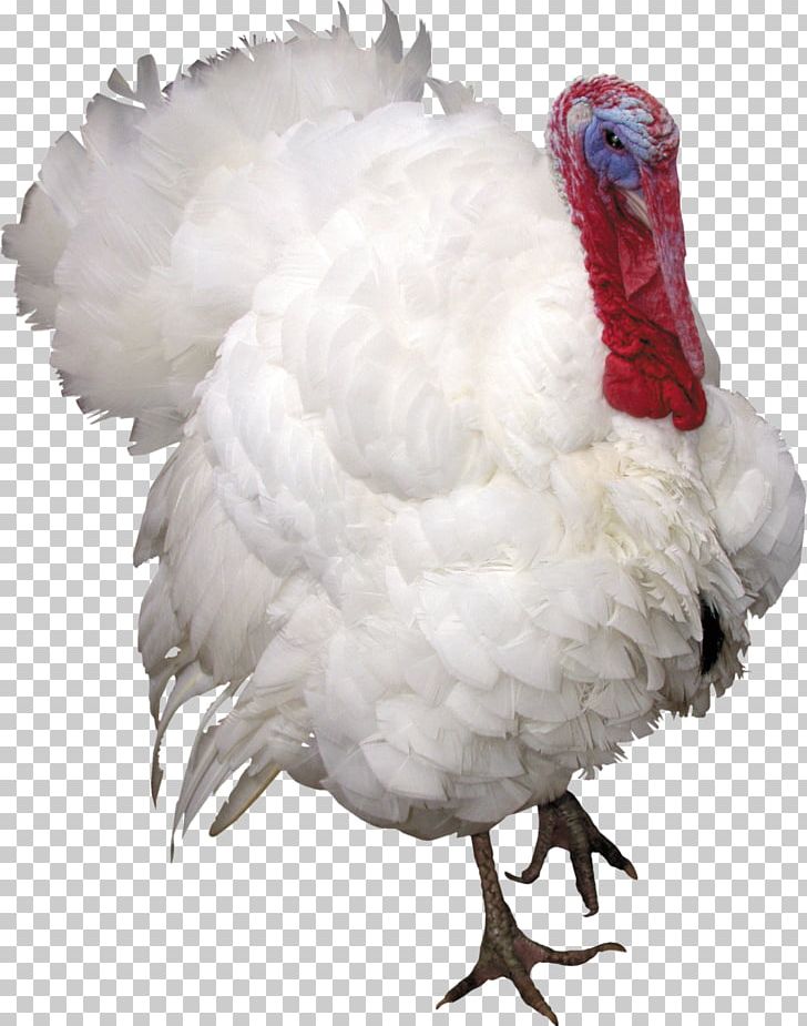 Turkey PNG, Clipart, Turkey Free PNG Download