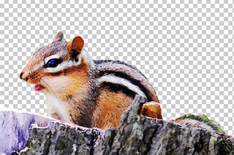 Chipmunks Fox Squirrel Squirrels 021 Snout Png Clipart Chipmunks Fox Squirrel Snout Squirrels Free Png Download