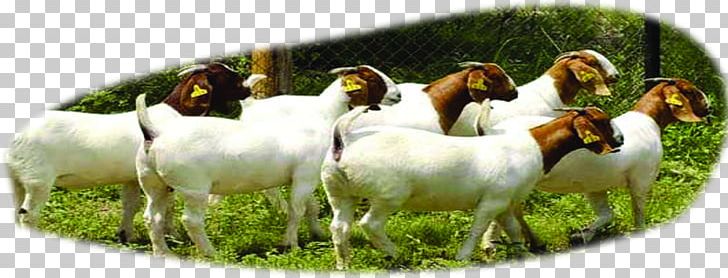 Boer Goat Beef Cattle Sheep U9b6fu897fu9ec3u725b PNG, Clipart, Aquaculture, Aries, Cattle, Cattle Like Mammal, Cow Goat Family Free PNG Download